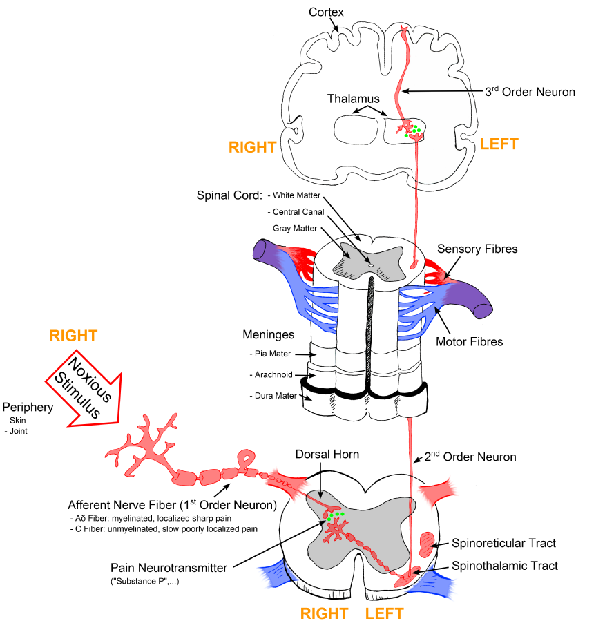 Illustration, with labels, showing signal pathway from periphery all the way to cortex