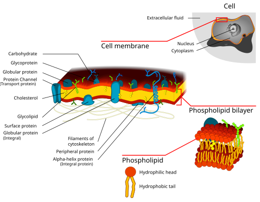Diagram of a cell membrane showing the fluid mosaic model. The lipid bilayer consists of two layers of phospholipids, with hydrophilic heads facing outward and hydrophobic tails facing inward. Embedded within the membrane are various proteins, including integral proteins that span the bilayer, peripheral proteins attached to the surface, and glycoproteins with carbohydrate chains extending outside the cell. Cholesterol molecules are interspersed among the phospholipids, providing stability. Filaments of the cytoskeleton are attached to the inner surface, while extracellular matrix fibers connect to proteins on the outer surface. Insets highlight the structure of a phospholipid and the bilayer arrangement.