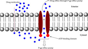 Diagram of a cell membrane showing how the P-glycoprotein (P-gp) efflux pump exports drug molecules. Drug molecules enter the cell from the exterior through the lipid bilayer but are actively transported out by the P-gp efflux pump, shown as a channel spanning the membrane. The pump contains an ATP-binding domain on the cytosolic side, which provides energy for drug efflux.